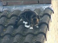 Kat op het dak