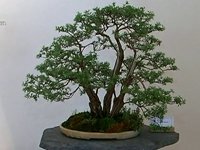 Expositie Bonsai