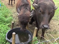 WaterBuffels in Son en Breugel