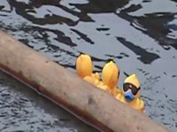 5e Duckrace